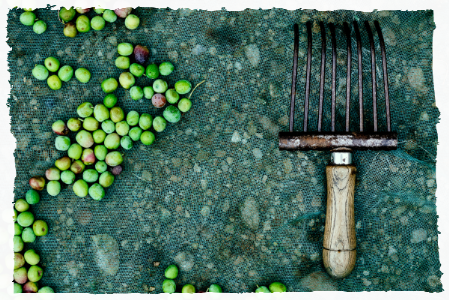 foto raccolta olive Fratelli D'Ettorres